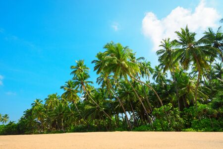 Beautiful beach on tropical island with coconut palm trees and clean sand at clear sunny summer dayの写真素材