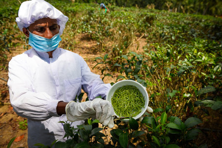AHANGAMA, SRI LANKA - MARCH 13, 2016: Women worker picking fresh tea buds, called pekoe or white tea, on tea plantation at Ahangama highlands.のeditorial素材