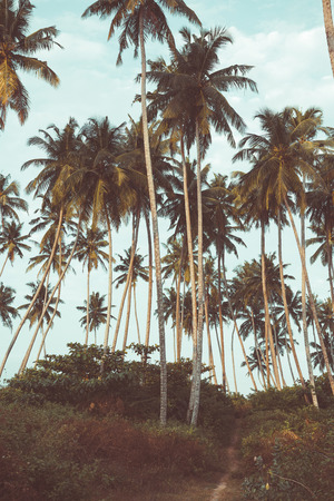 Coconut palm trees on tropical beach vintage nostalgic film color filter stylized and tonedの写真素材