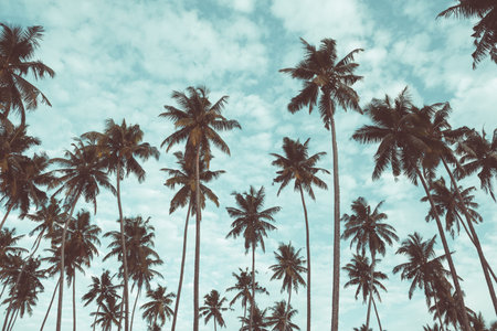 Coconut palm trees on tropical beach vintage nostalgic film color filter stylized and tonedの写真素材