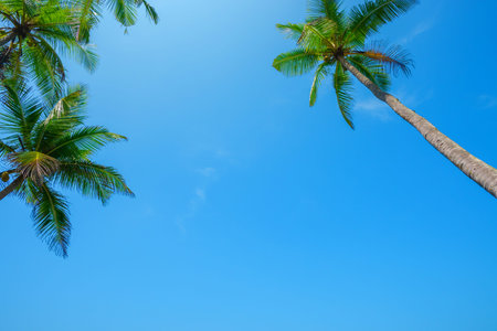 Palms over clear sky as copy space