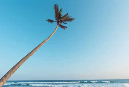 Palm tree hanging over the ocean, soft vintage toned with clear sky as copy spaceの写真素材