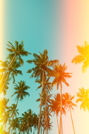 Palm trees retro color stylized with film light leaksの写真素材