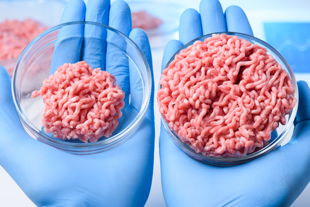 Scientist hands in glovers and show two samples of raw ground meat in laboratory petri dishesの写真素材