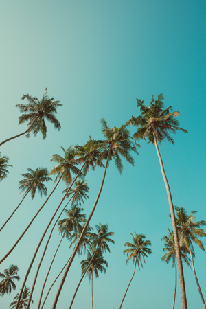 Tall palm trees on tropical coast over blue sky vintage filteredの写真素材