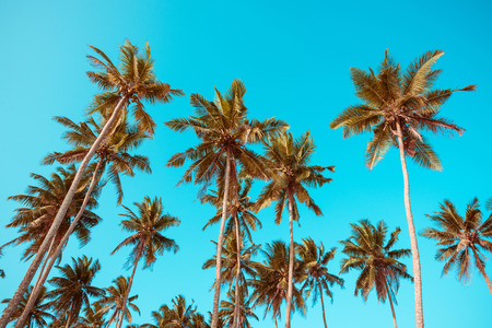 Palm trees vintage color tonedの写真素材