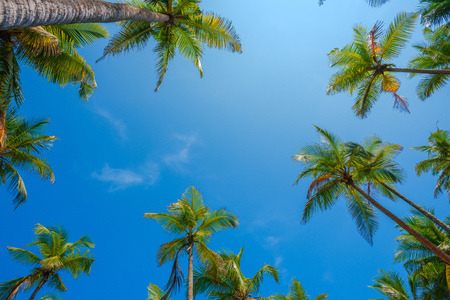 Tropical palms at sunny dayの写真素材