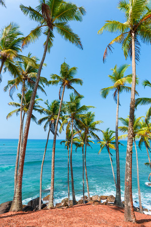 Palms on tropical beachの写真素材