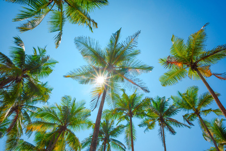 Tropical palmsの写真素材
