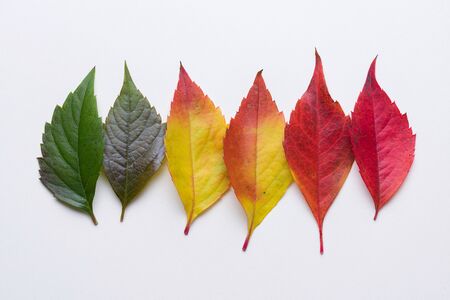 Gradient autumn leafs in a rowの写真素材