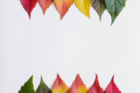 Two rows of colorful gradient autumn leafs on white background with copy spaceの写真素材