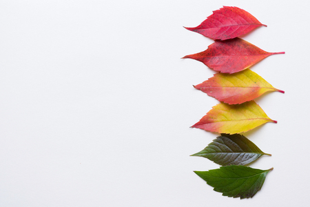 Autumn leafs in a row colorful rainbow color gradient summer autumn season change concept with copy spaceの写真素材