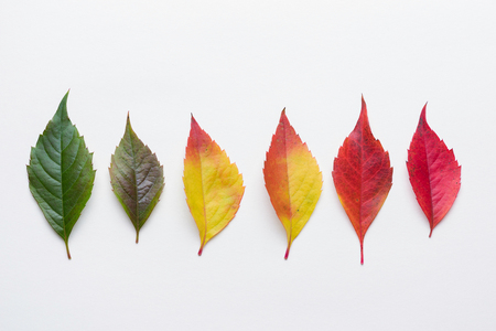 Autumn leafs colorful rainbow color gradient summer autumn season change concept の写真素材