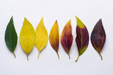 Gradient autumn leafs in a row from green through yellow to red and dark purple の写真素材