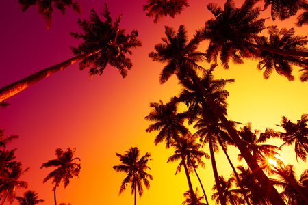 Tropical palms silhouettes at vivid sunset lightの写真素材