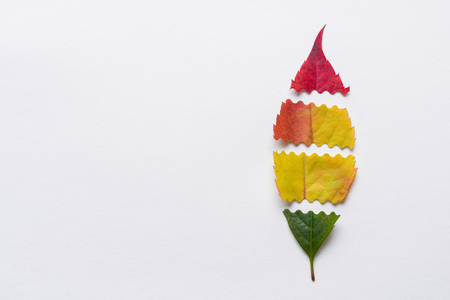 Autumn leaf made of sliced different parts of color leaves on white background with copy spaceの写真素材