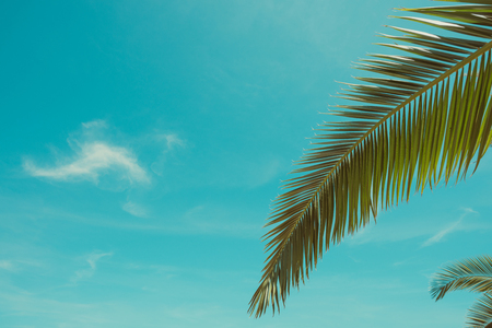 Palm tree leafs at clear sunny summer day vintage color stylized with sky as copy spaceの写真素材