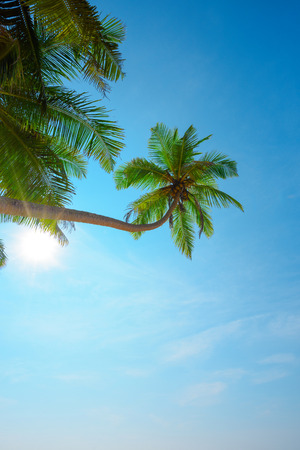 Lushy green goconut tropical palm tree with ripe coconuts hang over the beach at sunny clear summer day on tropical island with shining sunの写真素材