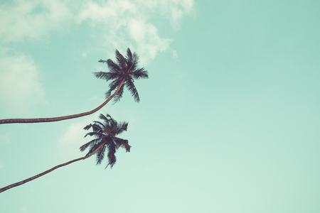 Two coconut palm trees hanging over sky background vintage color tonedの写真素材