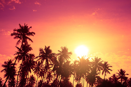 Tropical palm trees silhouettes at sunset. Vivid tropical beach sunset with big warm shining sun on vacation island.の写真素材