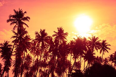 Tropical palm trees silhouettes at sunsetの写真素材
