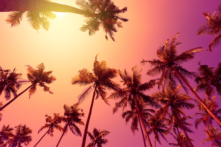 Tropical sunsetの写真素材