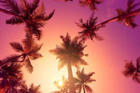 Palm trees on tropical beach at sunrise