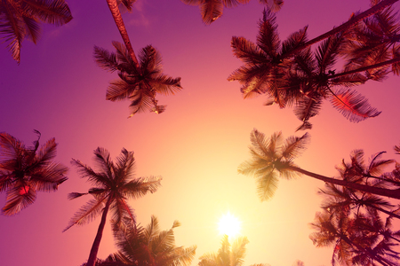 Vivid warm tropical sunset with palm treesの写真素材