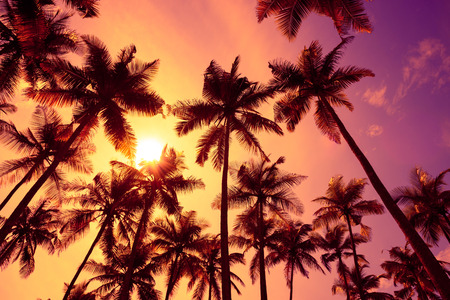 Tropical palm trees silhouettes at sunset light with shining sun.の写真素材