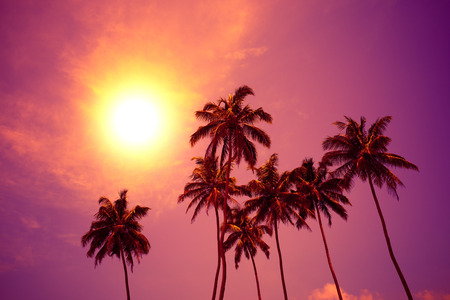 Palm trees at vivid sunset with colorful sky and shining sun circleの写真素材