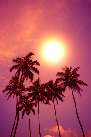 Tropical sunset. Palm trees at vivid beach sunset with colorful sky and shining sun circle.の写真素材