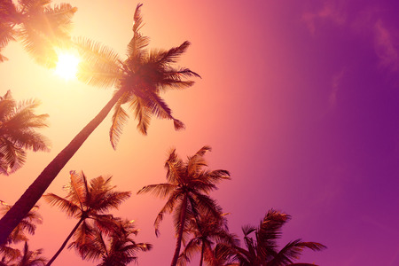 Bright vivid tropical sunsetの写真素材