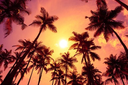 Warm tropical sunsetの写真素材