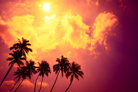 Tropical palm trees at sunset beach on vacation island with shining sun and colorful clouds as copy spaceの写真素材