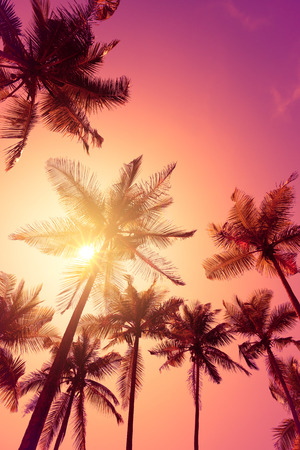 Colorful tropical sunset and palm treesの写真素材