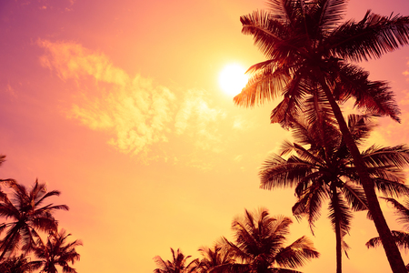 Tropical sunset with palm tress and copy spaceの写真素材