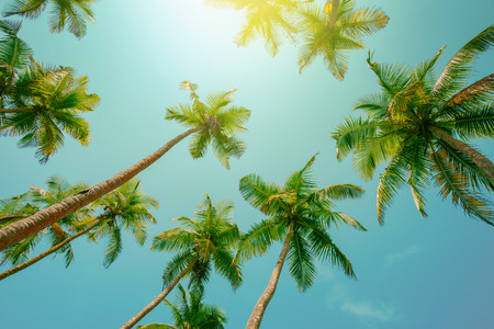 Palm trees vintage color toned with shining sun and clean sky perspective viewの写真素材