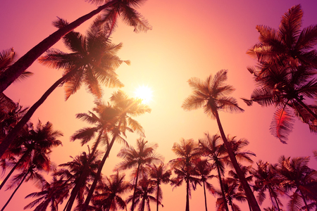 Tropical sunset on a beach with palm treesの写真素材