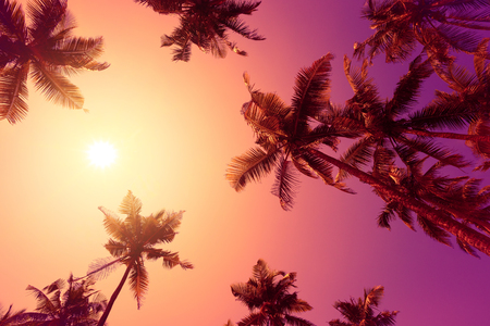 Vivid purple tropical sunset with palm trees silhouettes and shining sun の写真素材