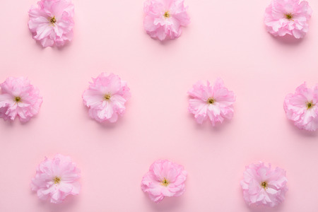 Cute minimalistic sakura flowers pattern on pink pastel background flat lay top viewの写真素材