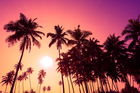 Tropical sunset palm treesの写真素材