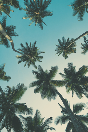 Vintage toned tropical palm trees at tropical island beach view from bottom up to the skyの写真素材