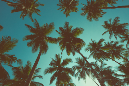 Vintage toned palm trees silhouettesの写真素材