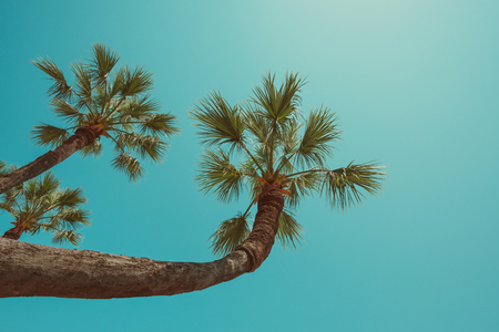 Palm tree curve hanging over sea south beach resort vintage color stylized clear summer skyの写真素材