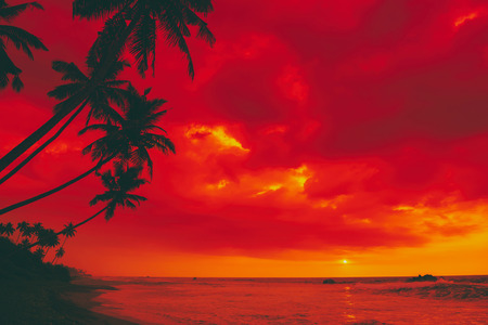 Tropical sunset island beach palm tree silhouettesの写真素材