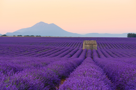 Lavender field at sunrise Valensole Plateau Provence iconic french landscape fields with rows of blossoming lavender bushes and lonely houseの写真素材
