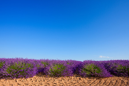 Lavender bushes row blooming at lavender field in summer at Valensole Franceの写真素材