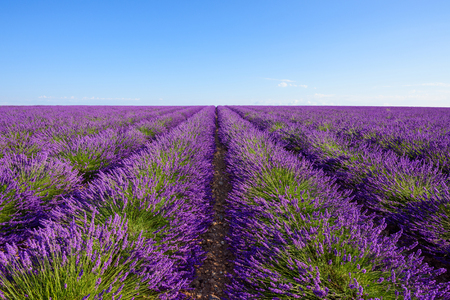 Lavender bushes rows at lavender fieldの写真素材