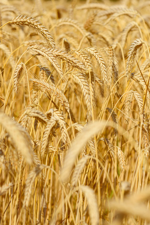 Wheat field closeup golden ripe in July harvest readyの写真素材