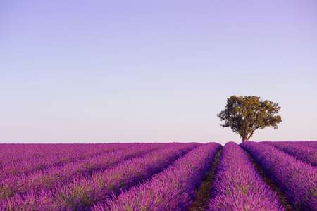 Blossoming lavender bushes row and lonely tree near Valensole Provence Franceの写真素材